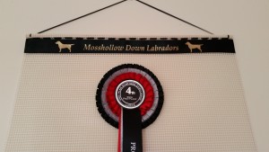 dog show rosettes, champ dog rosettes, how to display dog show rosettes, Dog Rosette Holder