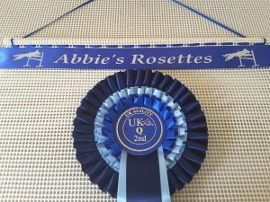 display rosettes, displaying rosettes, display dog show rosettes, dog show rosettes