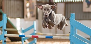 Agility Dogs, Dog Agility Shows , Agility Competitions, Dog Agility Photos