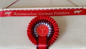  Crufts, dog breeds rosette display, rosette pin boaed, rosette frame